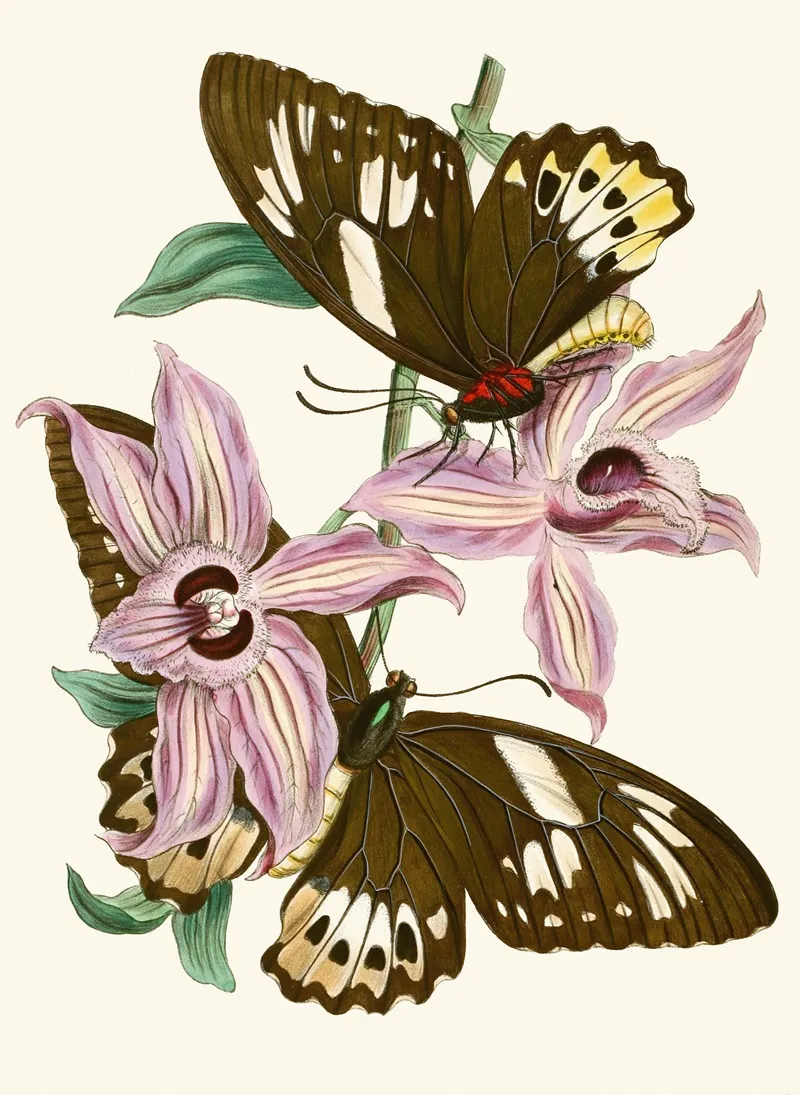 The Cabinet Of Oriental Entomology Pl Xv Wall Art by John Obadiah Westwood - High-Resolution Digital Print