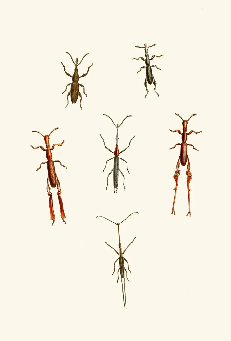 The Cabinet Of Oriental Entomology Pl Xvi Wall Art by John Obadiah Westwood - High-Resolution Digital Print