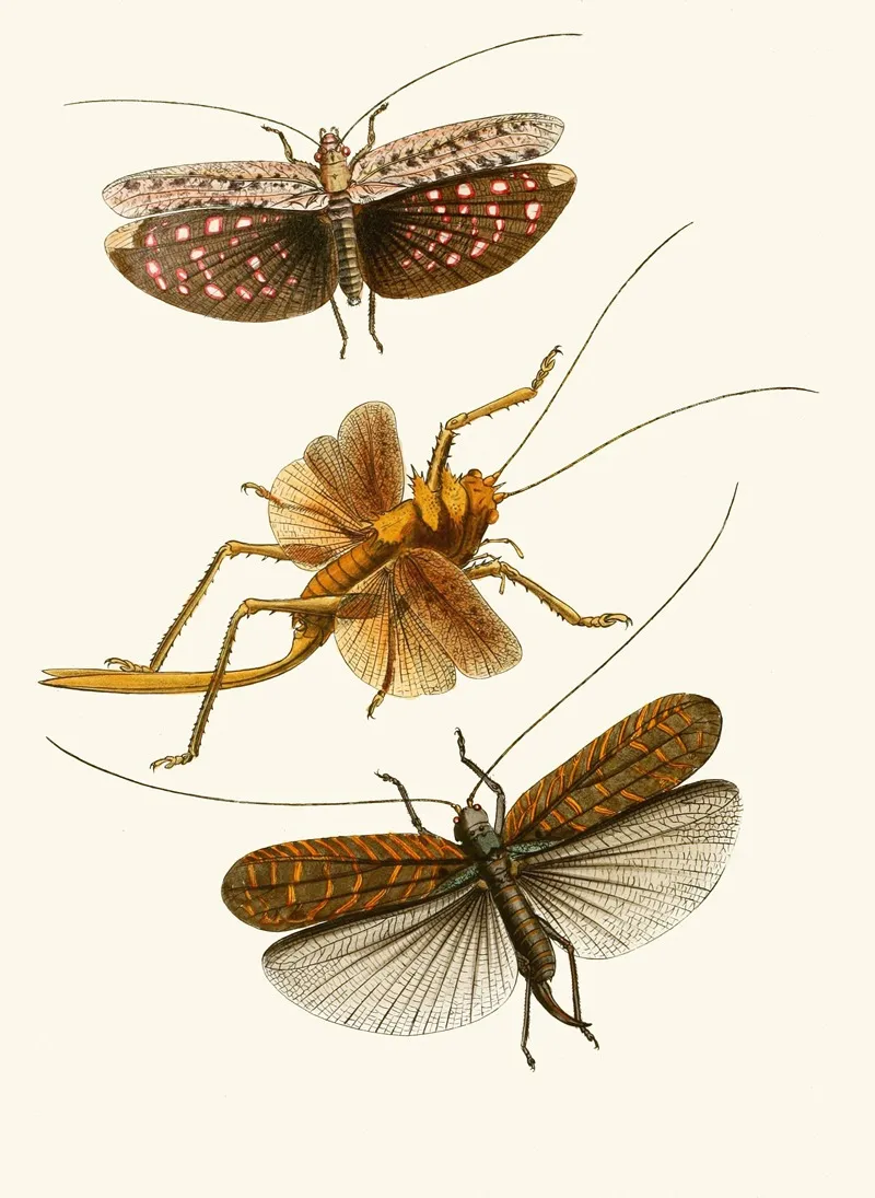The Cabinet Of Oriental Entomology Pl Xvii Wall Art by John Obadiah Westwood - High-Resolution Digital Print