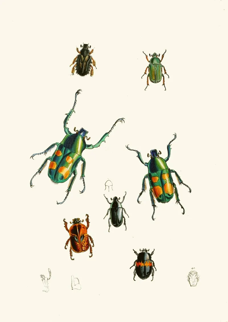The Cabinet Of Oriental Entomology Pl Xviii Wall Art by John Obadiah Westwood - High-Resolution Digital Print