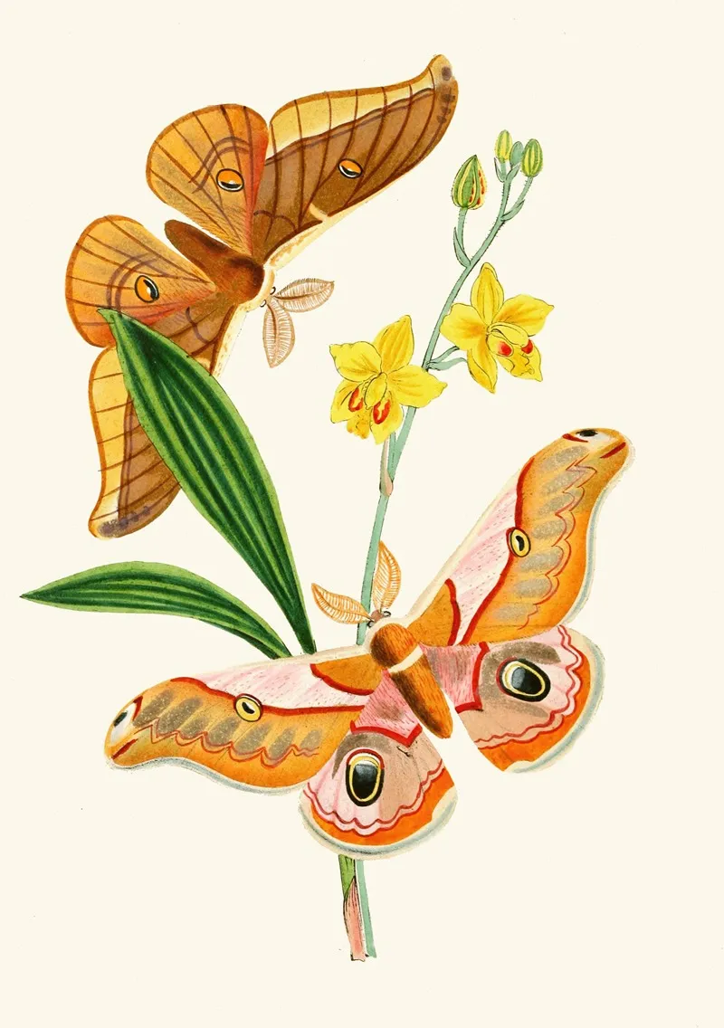 The Cabinet Of Oriental Entomology Pl Xxi Wall Art by John Obadiah Westwood - High-Resolution Digital Print