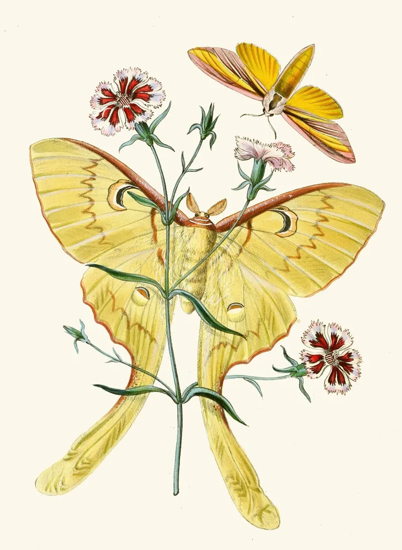 The Cabinet Of Oriental Entomology Pl Xxiii Wall Art by John Obadiah Westwood - High-Resolution Digital Print