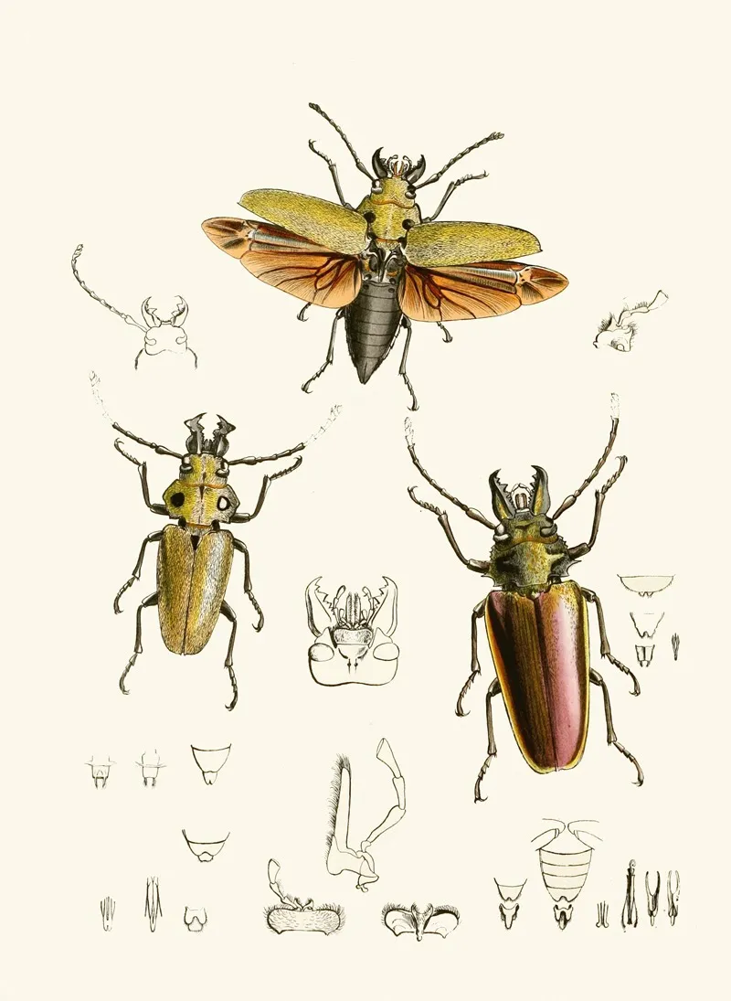 The Cabinet Of Oriental Entomology Pl Xxiv Wall Art by John Obadiah Westwood - High-Resolution Digital Print