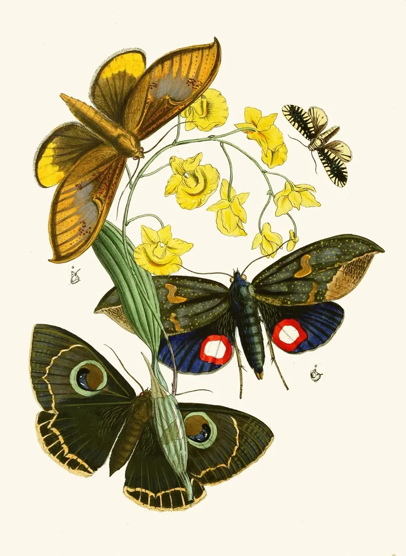 The Cabinet Of Oriental Entomology Pl Xxix Wall Art by John Obadiah Westwood - High-Resolution Digital Print