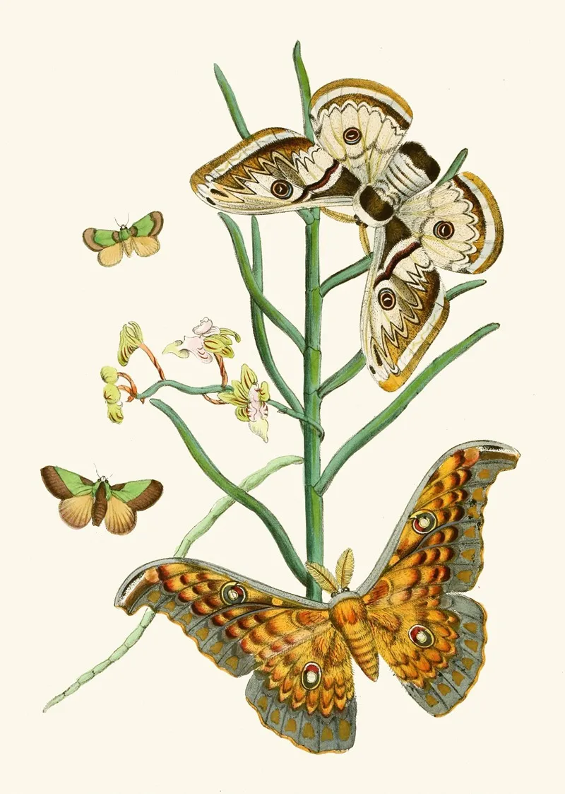 The Cabinet Of Oriental Entomology Pl Xxv Wall Art by John Obadiah Westwood - High-Resolution Digital Print