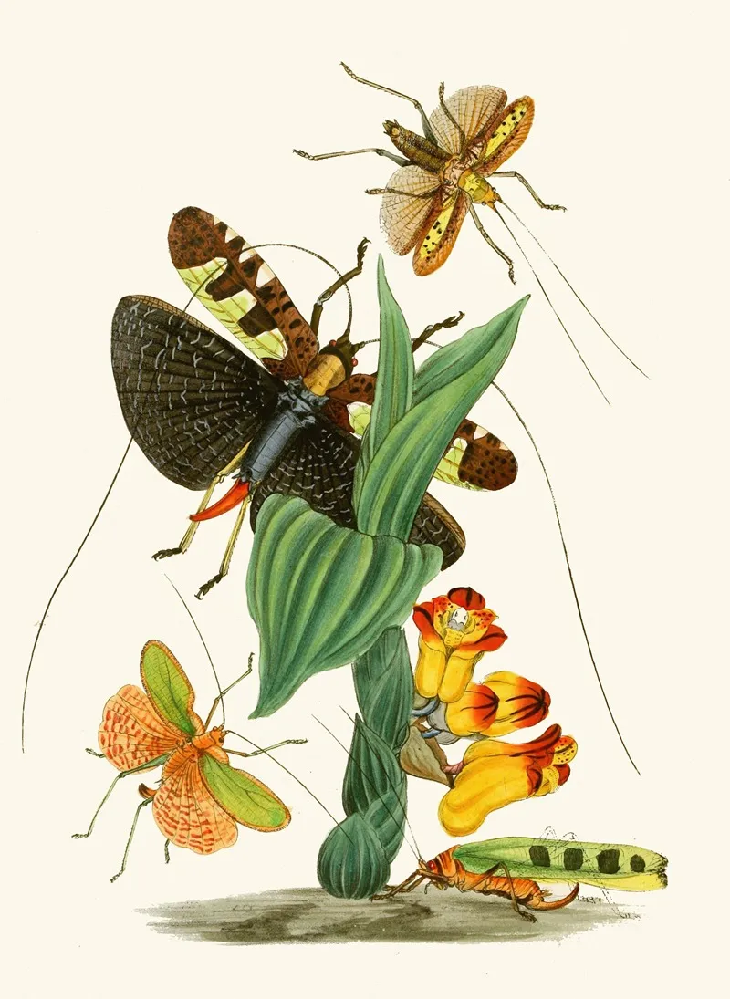 The Cabinet Of Oriental Entomology Pl Xxvi Wall Art by John Obadiah Westwood - High-Resolution Digital Print