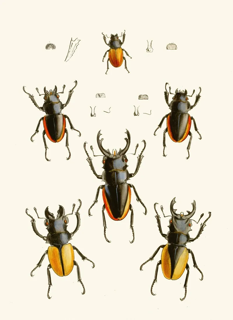 The Cabinet Of Oriental Entomology Pl Xxvii Wall Art by John Obadiah Westwood - High-Resolution Digital Print