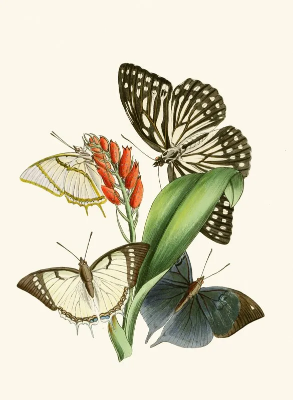 The Cabinet Of Oriental Entomology Pl Xxviii Wall Art by John Obadiah Westwood - High-Resolution Digital Print