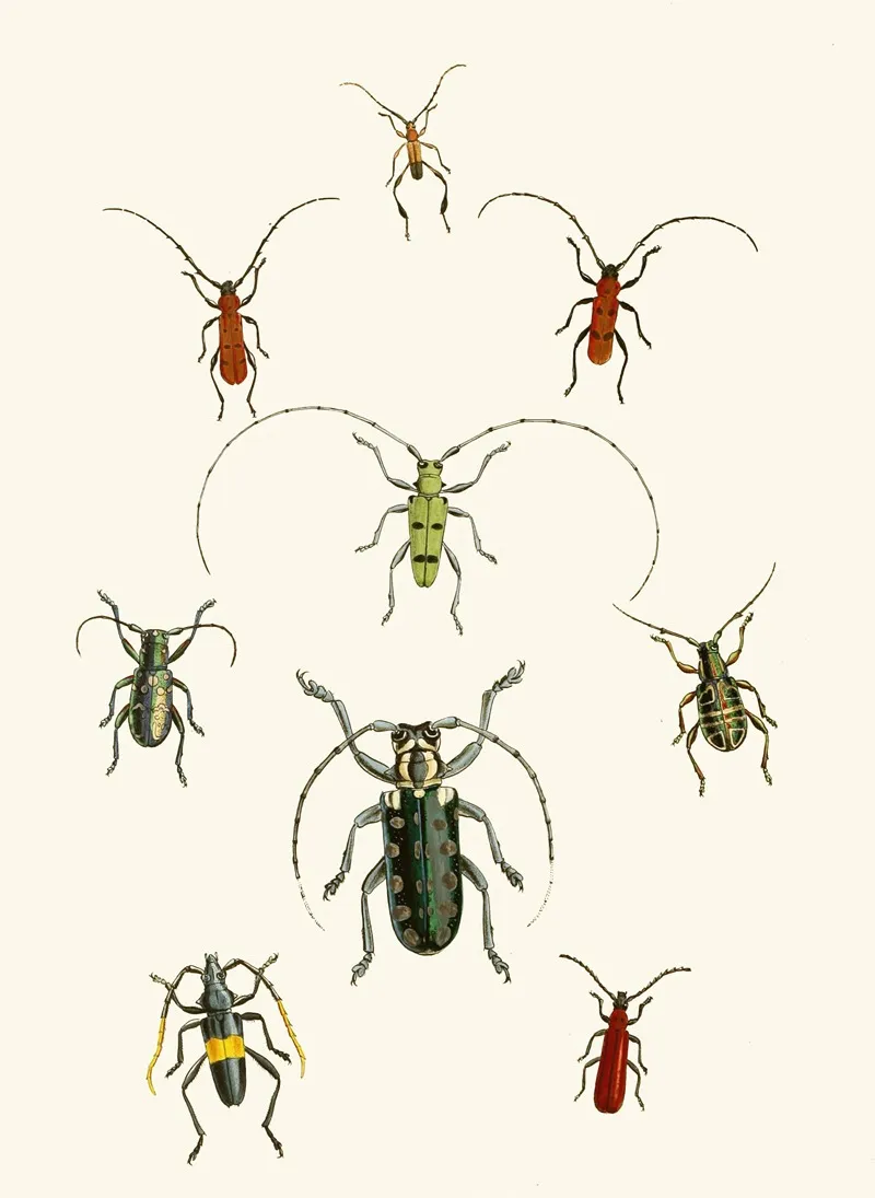 The Cabinet Of Oriental Entomology Pl Xxx Wall Art by John Obadiah Westwood - High-Resolution Digital Print