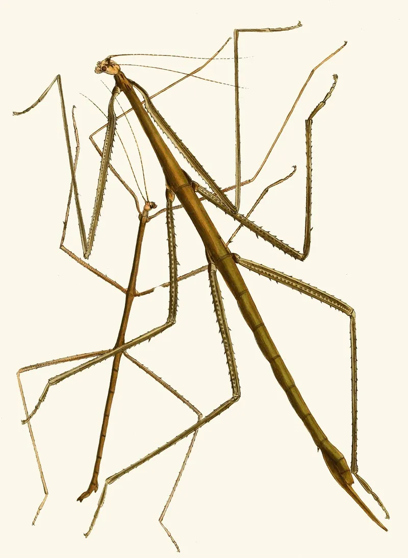 The Cabinet Of Oriental Entomology Pl Xxxiii Wall Art by John Obadiah Westwood - High-Resolution Digital Print