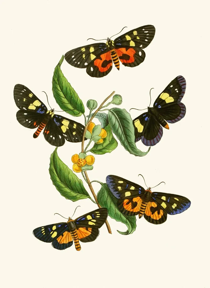 The Cabinet Of Oriental Entomology Pl Xxxiv Wall Art by John Obadiah Westwood - High-Resolution Digital Print