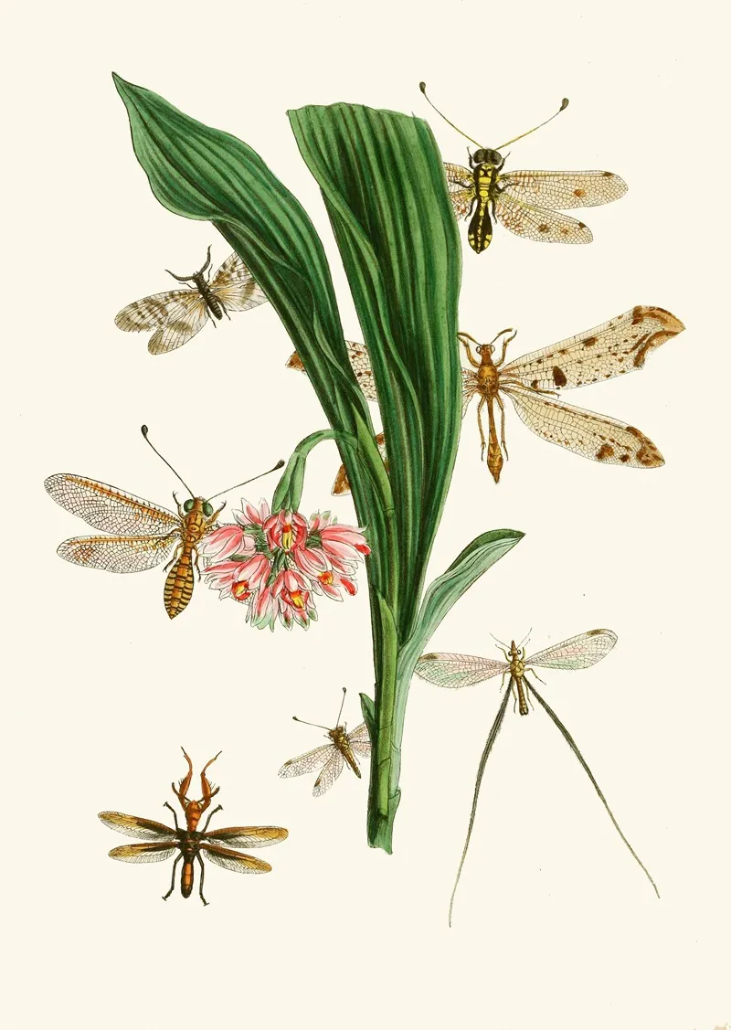 The Cabinet Of Oriental Entomology Pl Xxxv Wall Art by John Obadiah Westwood - High-Resolution Digital Print