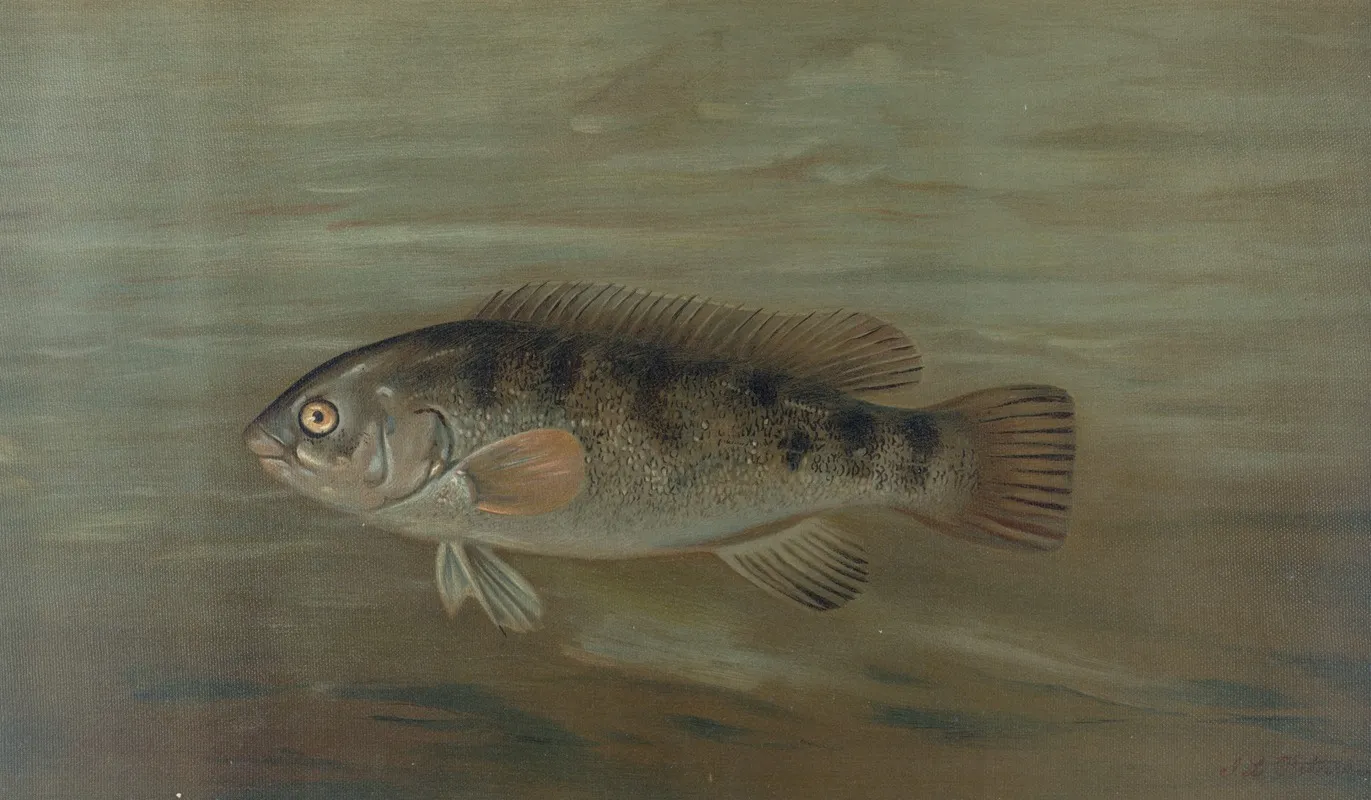 The California Redfish Or Fat Head Pimelometopon Pulcher Wall Art by John L. Petrie - High-Resolution Digital Print
