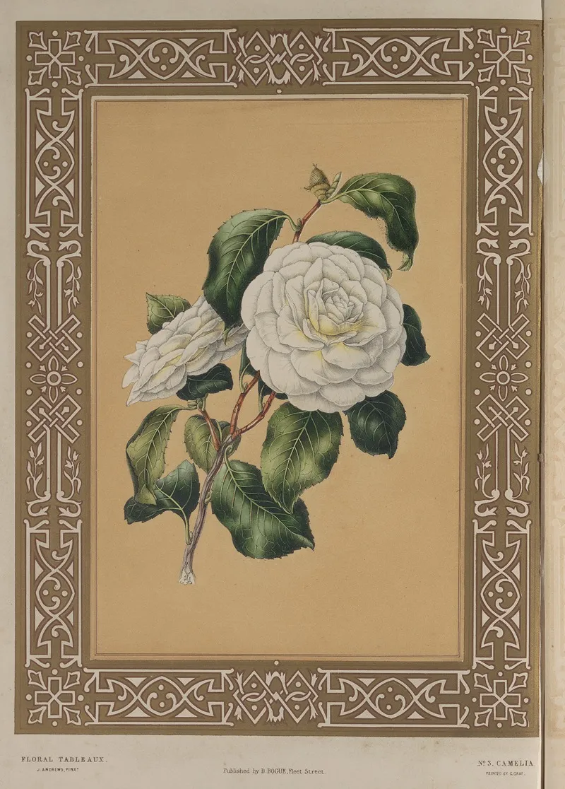 The Camellia Wall Art by James Andrews - High-Resolution Digital Print