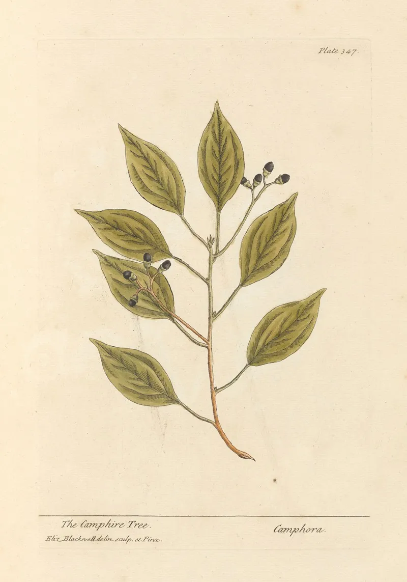 The Camphire Tree Wall Art by Elizabeth Blackwell - High-Resolution Digital Print