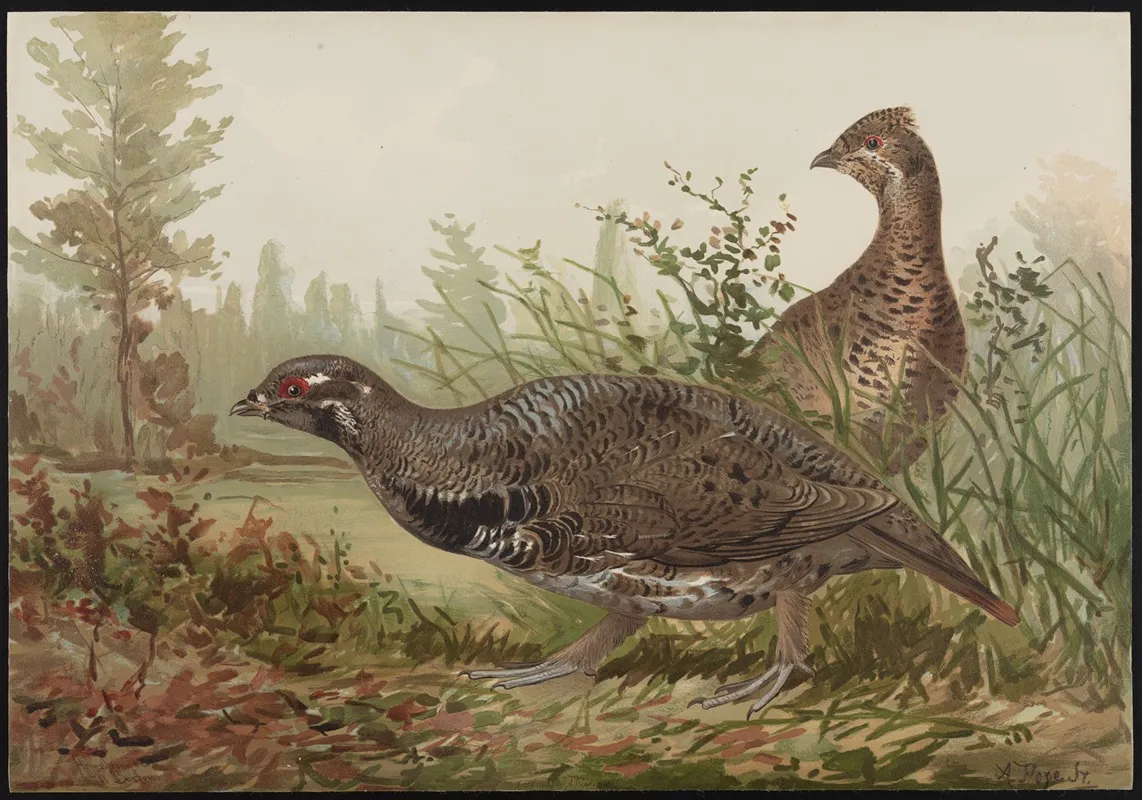 The Canada Grouse Tetrao Canadensis Wall Art by Alexander Pope Jr. - High-Resolution Digital Print