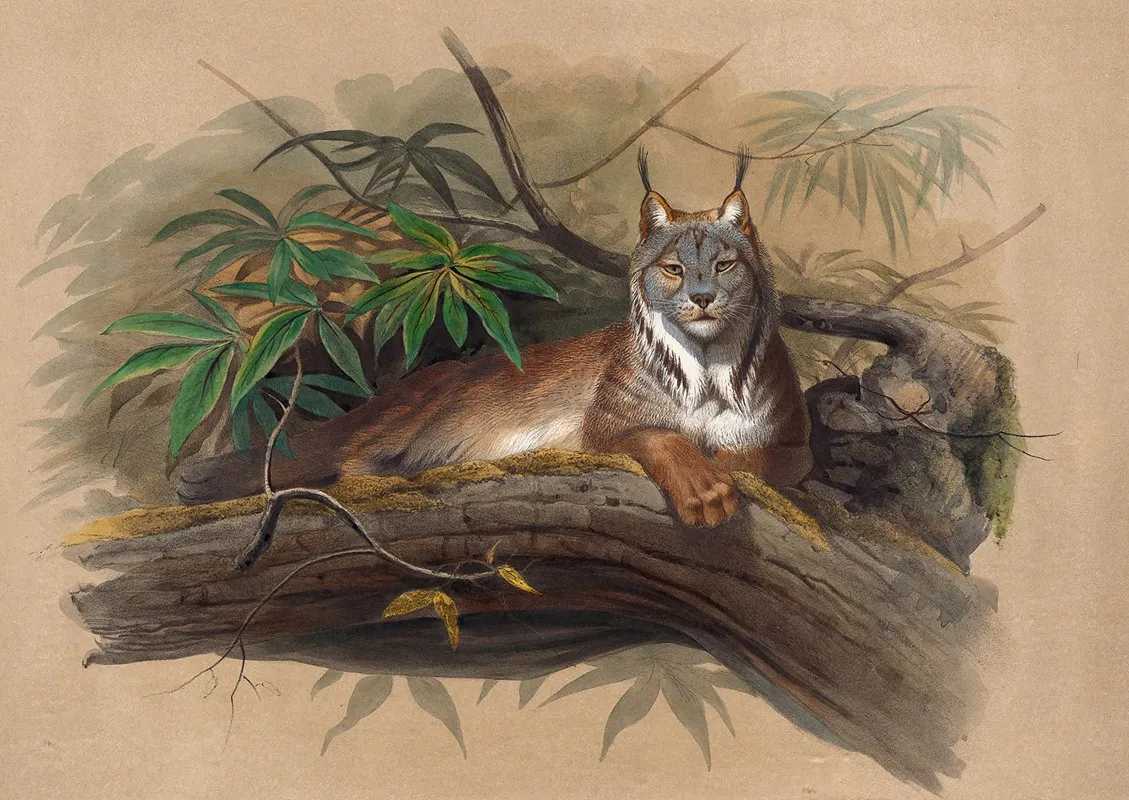 The Canadian Lynx Wall Art by Joseph Wolf - High-Resolution Digital Print
