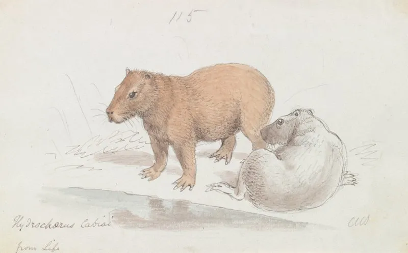 The Capybara 2