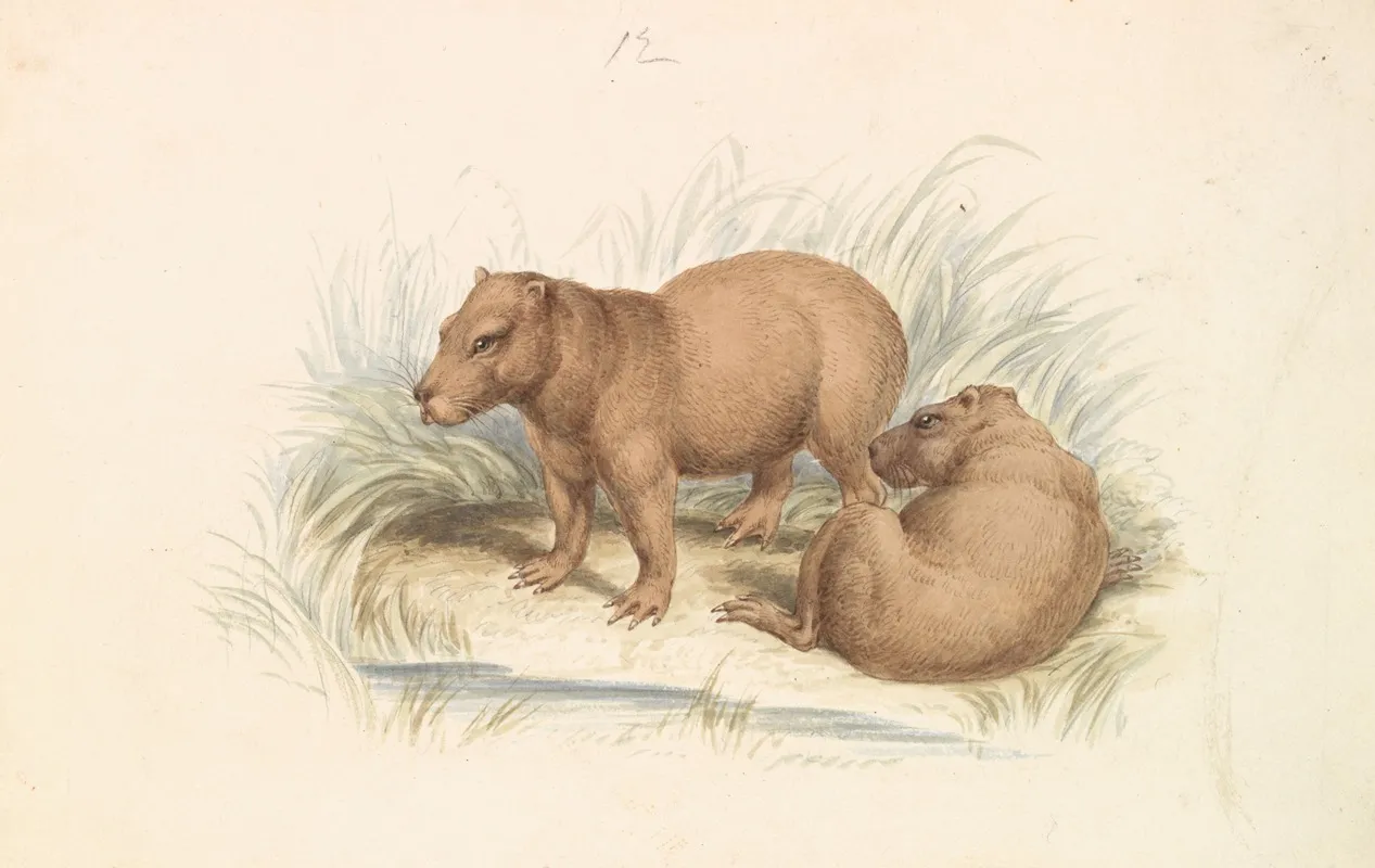 The Capybara