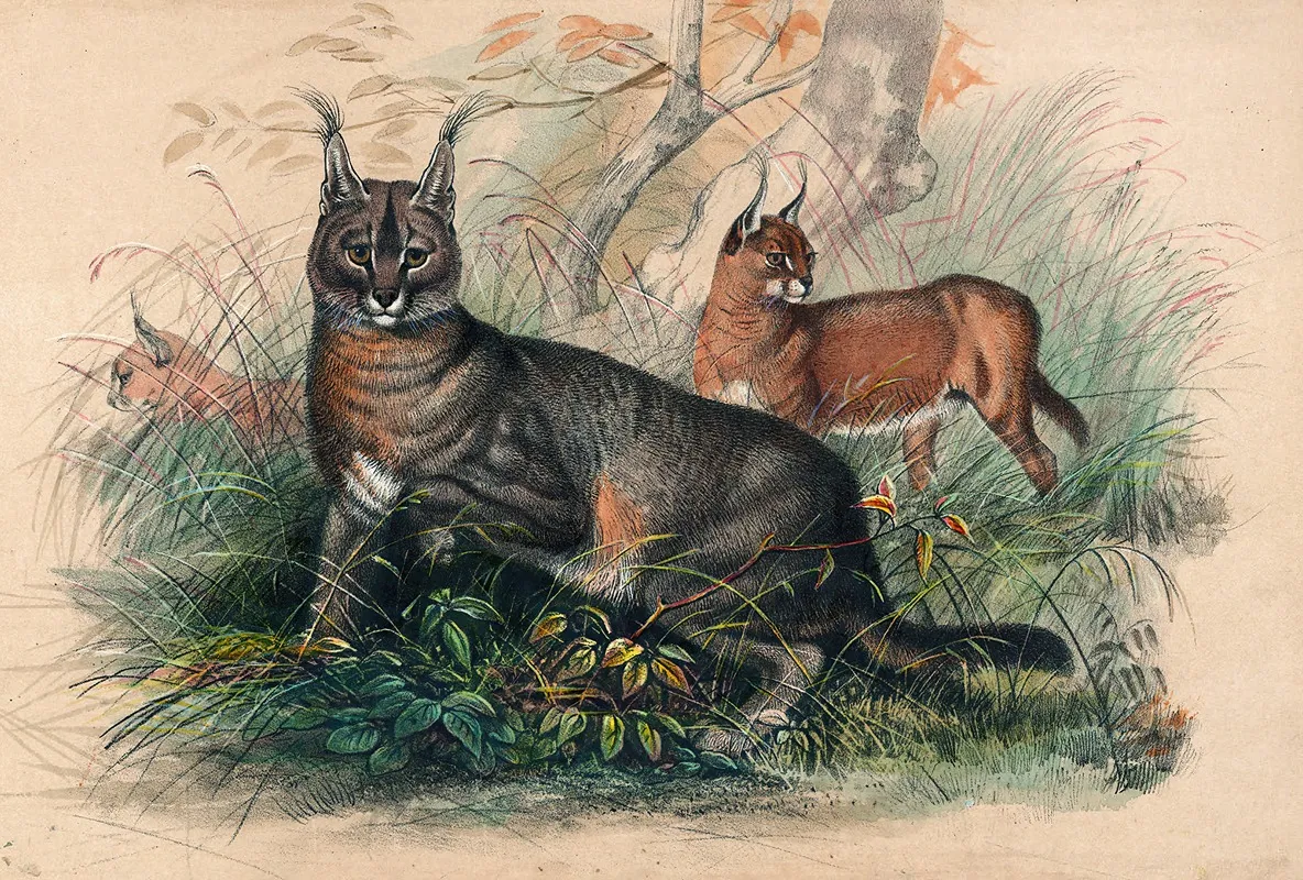 The Caracal Wall Art by Joseph Wolf - High-Resolution Digital Print