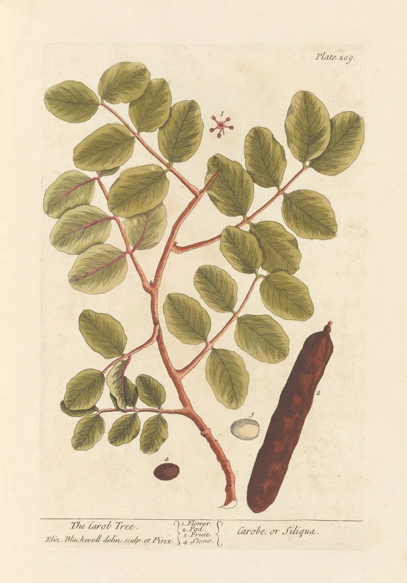The Carob Tree Wall Art by Elizabeth Blackwell - High-Resolution Digital Print