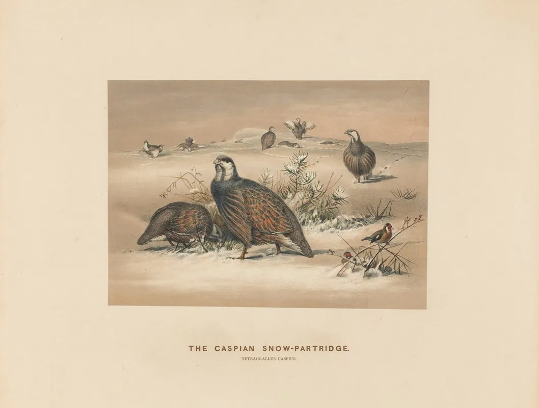 The Caspian Snow Partridge 2 Wall Art by Joseph Wolf - High-Resolution Digital Print
