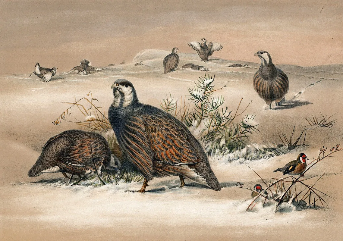 The Caspian Snow Partridge Wall Art by Joseph Wolf - High-Resolution Digital Print
