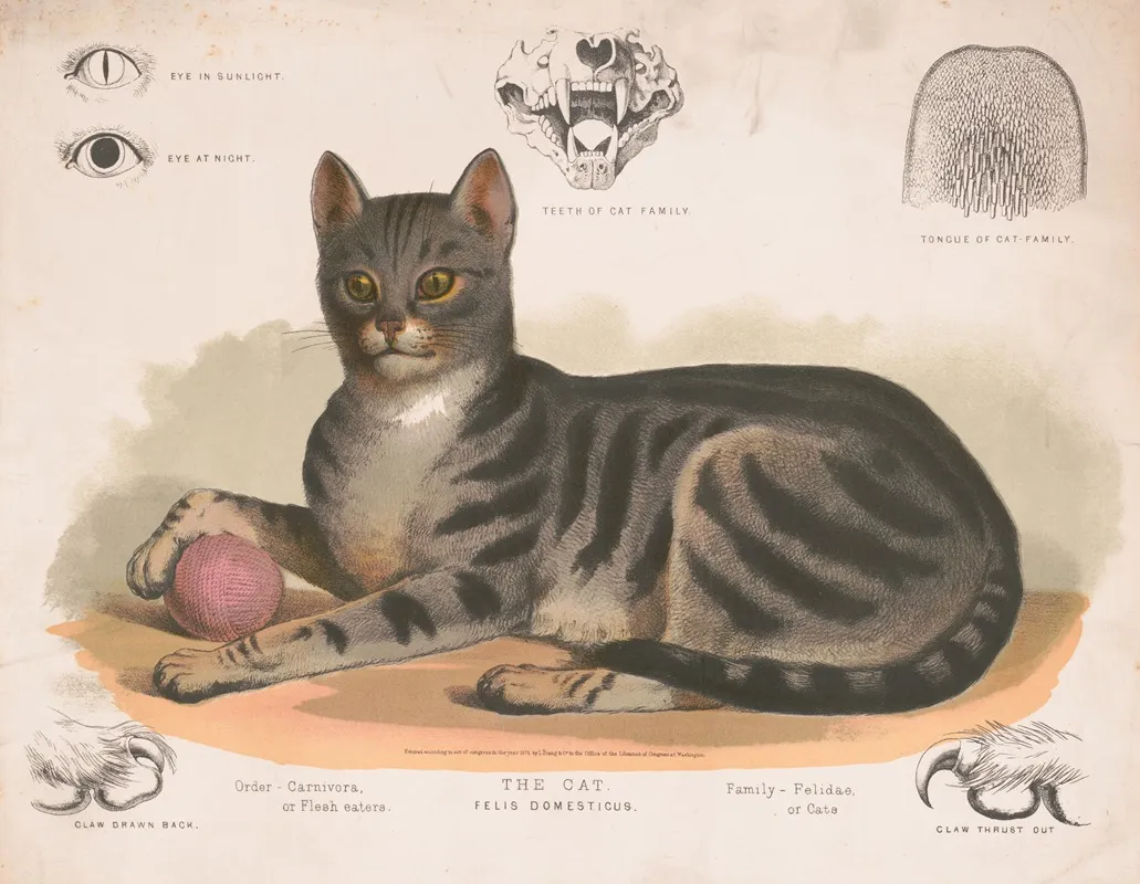 The Cat Felis Domesticus