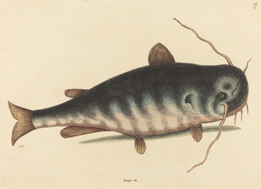 The Cat Fish Silurus Catus Wall Art by Mark Catesby - High-Resolution Digital Print