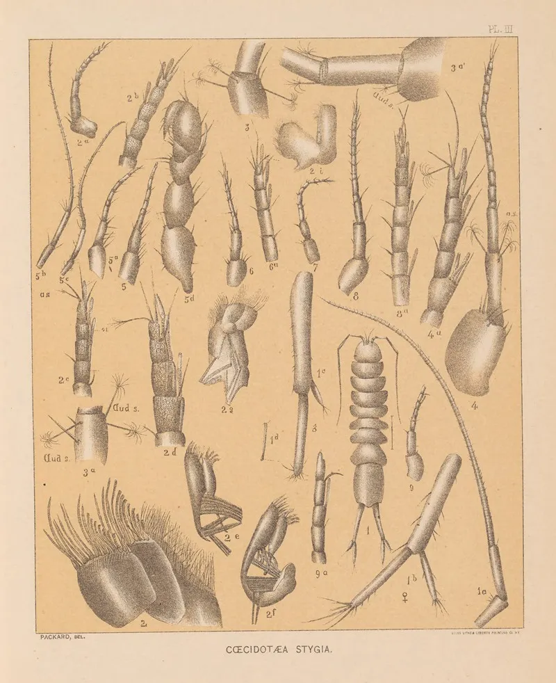 The Cave Fauna Of North America Pl 03 Wall Art by Alpheus Spring Packard - High-Resolution Digital Print