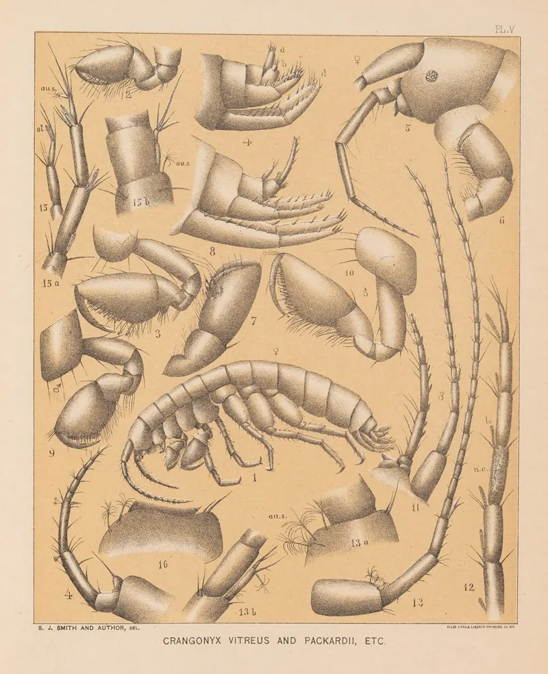 The Cave Fauna Of North America Pl 05 Wall Art by Alpheus Spring Packard - High-Resolution Digital Print