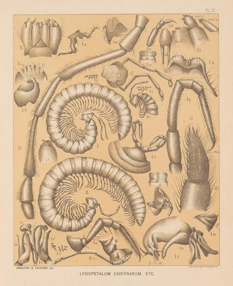 The Cave Fauna Of North America Pl 06 Wall Art by Alpheus Spring Packard - High-Resolution Digital Print