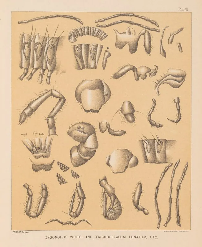The Cave Fauna Of North America Pl 07 Wall Art by Alpheus Spring Packard - High-Resolution Digital Print