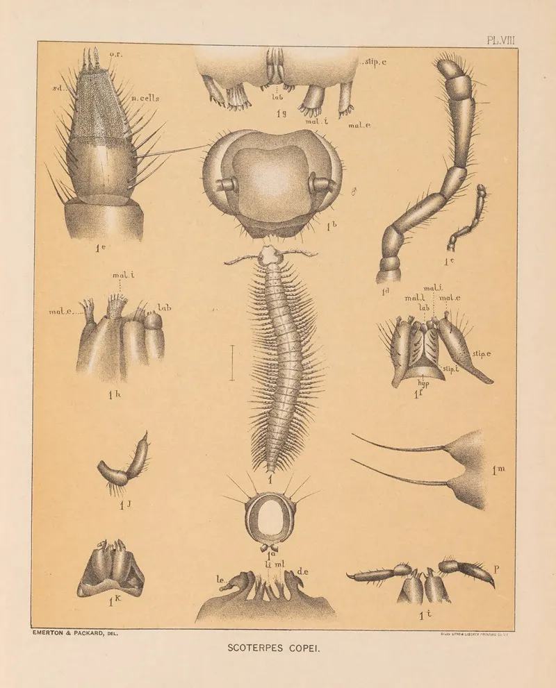 The Cave Fauna Of North America Pl 08 Wall Art by Alpheus Spring Packard - High-Resolution Digital Print