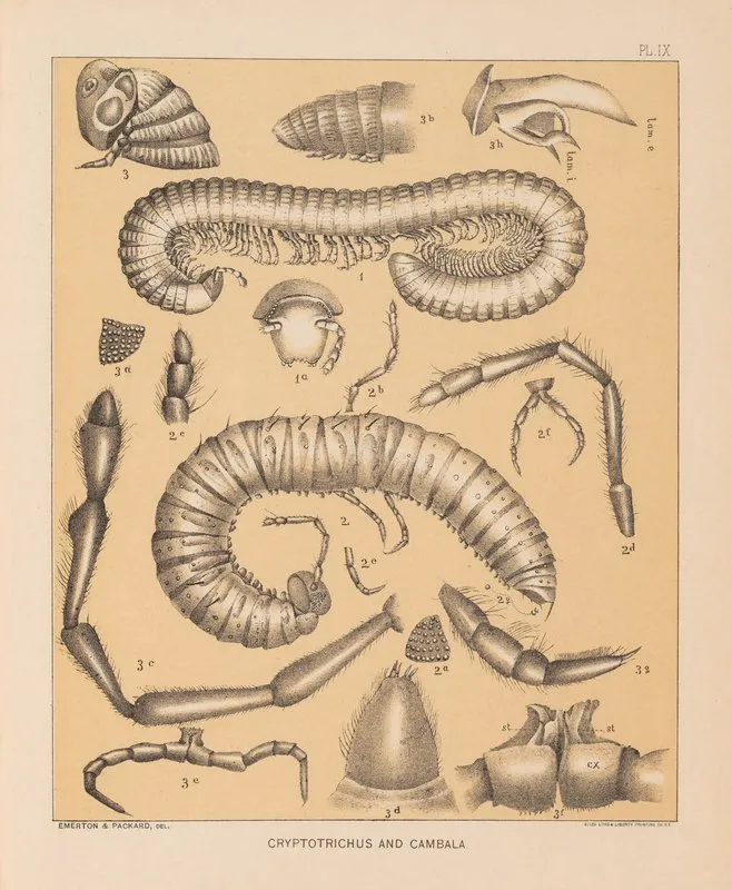 The Cave Fauna Of North America Pl 09 Wall Art by Alpheus Spring Packard - High-Resolution Digital Print