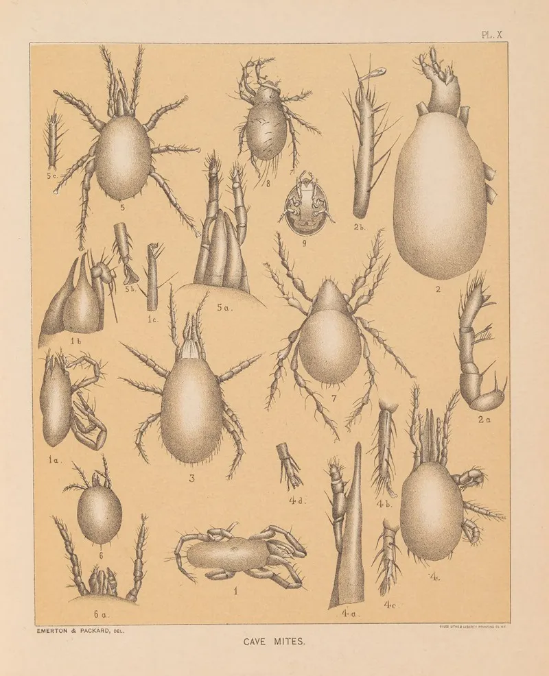 The Cave Fauna Of North America Pl 10 Wall Art by Alpheus Spring Packard - High-Resolution Digital Print