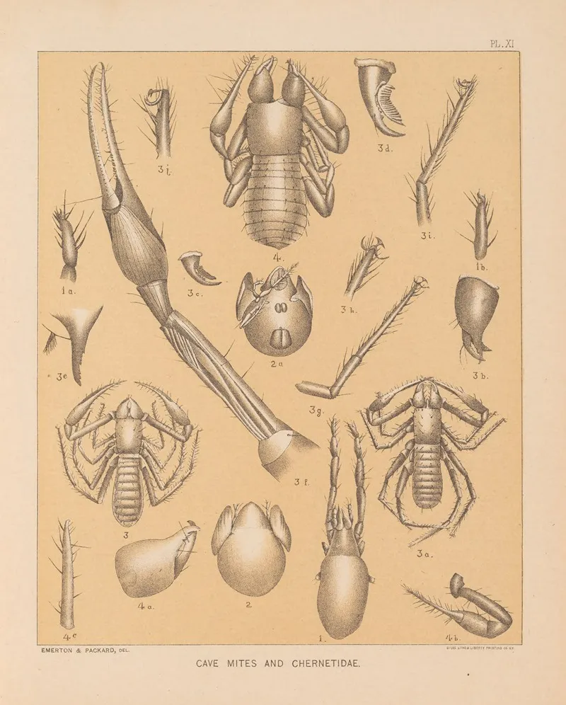 The Cave Fauna Of North America Pl 11 Wall Art by Alpheus Spring Packard - High-Resolution Digital Print