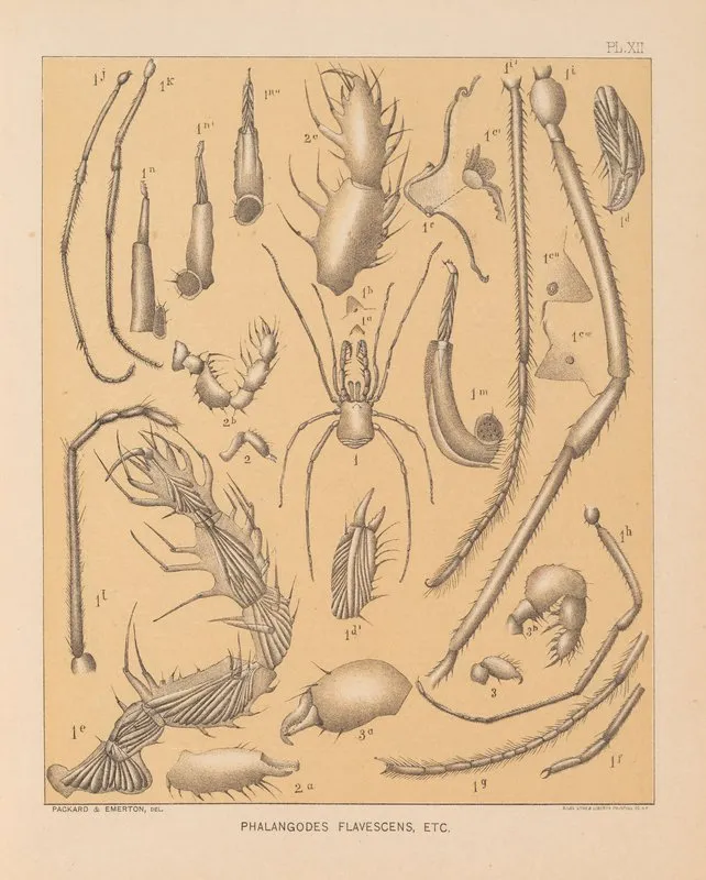 The Cave Fauna Of North America Pl 12 Wall Art by Alpheus Spring Packard - High-Resolution Digital Print