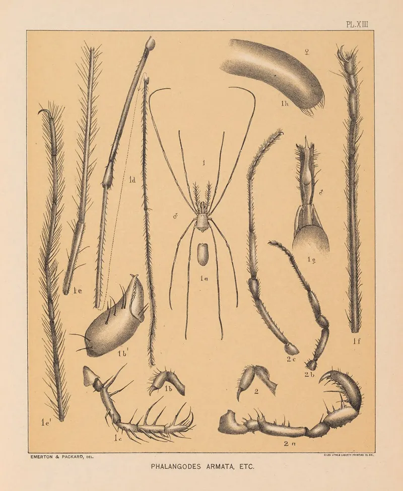 The Cave Fauna Of North America Pl 13 Wall Art by Alpheus Spring Packard - High-Resolution Digital Print