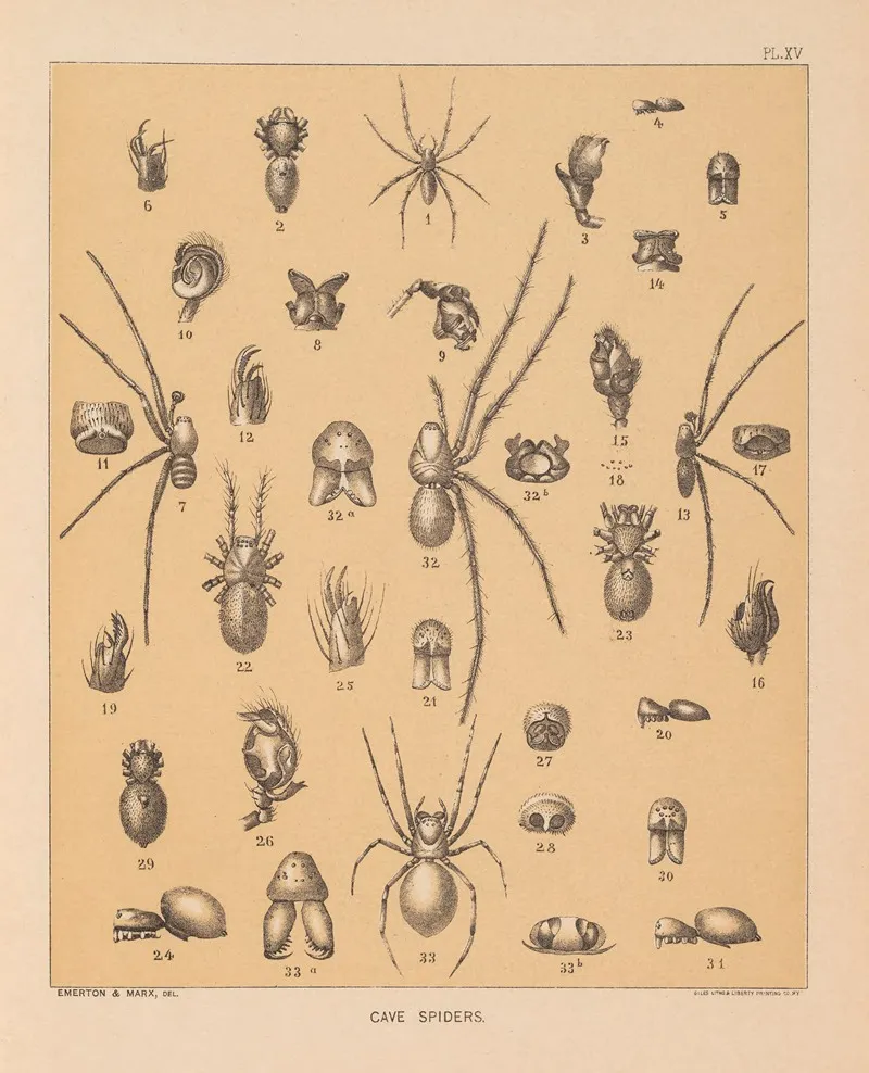 The Cave Fauna Of North America Pl 15 Wall Art by Alpheus Spring Packard - High-Resolution Digital Print