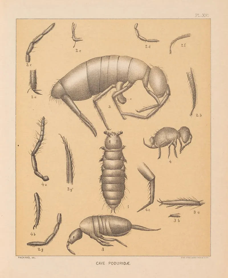 The Cave Fauna Of North America Pl 16 Wall Art by Alpheus Spring Packard - High-Resolution Digital Print