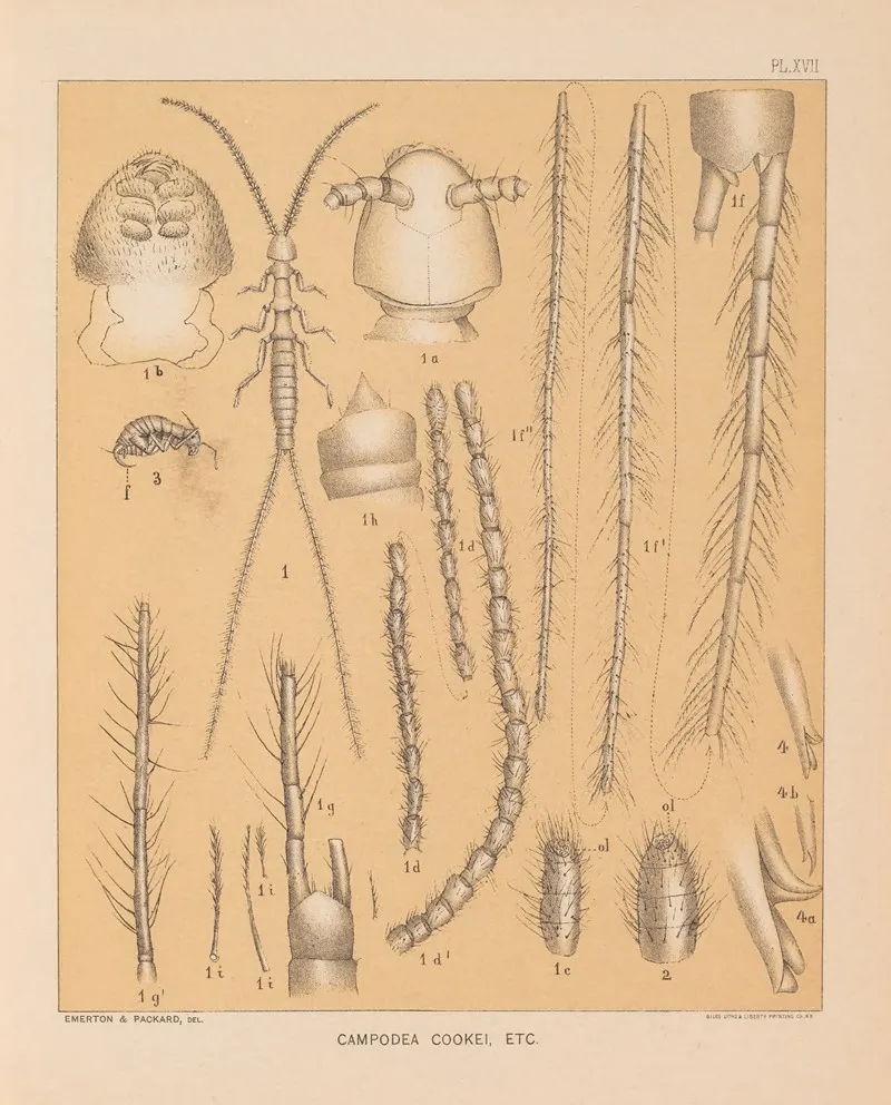 The Cave Fauna Of North America Pl 17 Wall Art by Alpheus Spring Packard - High-Resolution Digital Print