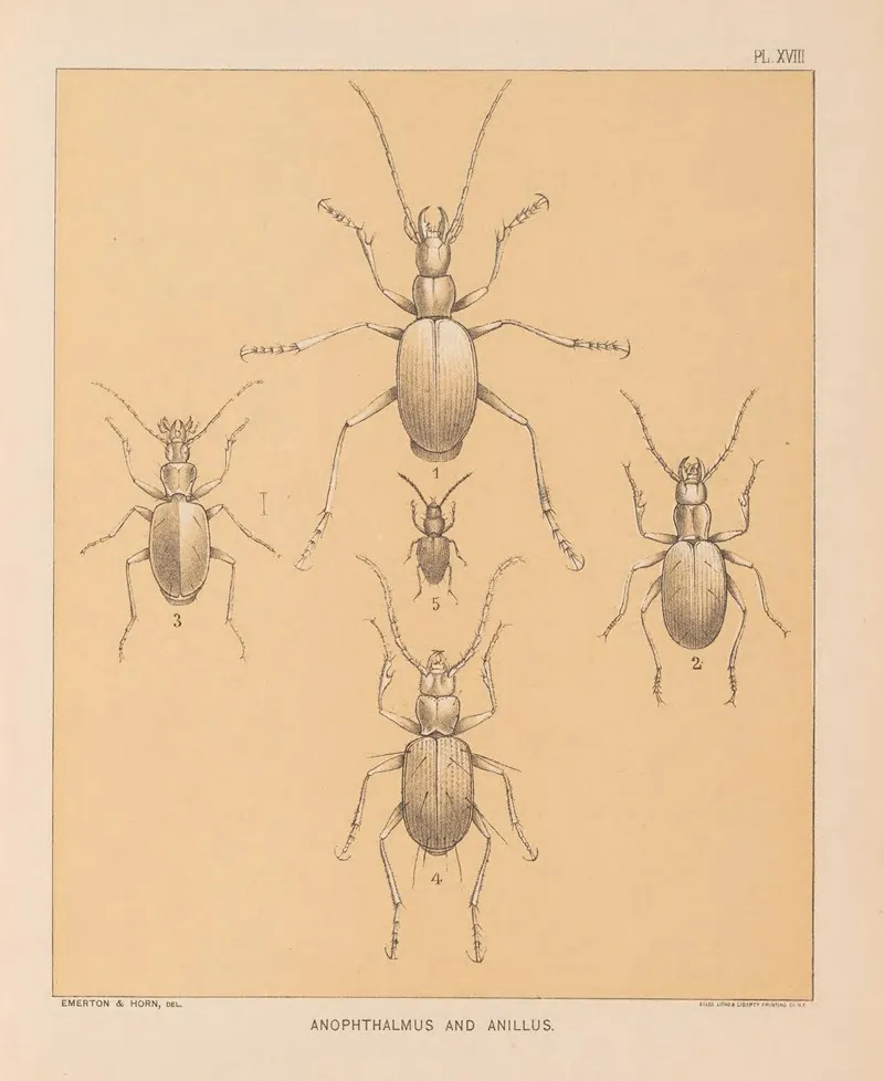 The Cave Fauna Of North America Pl 18 Wall Art by Alpheus Spring Packard - High-Resolution Digital Print