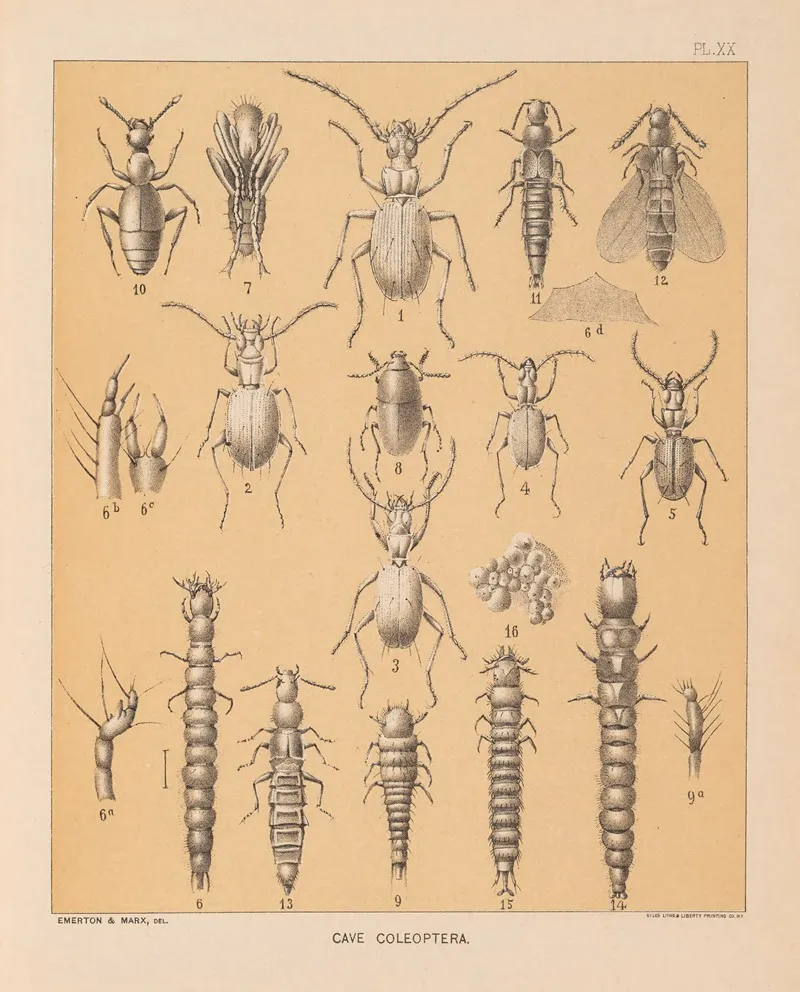 The Cave Fauna Of North America Pl 20 Wall Art by Alpheus Spring Packard - High-Resolution Digital Print