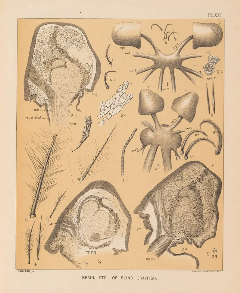 The Cave Fauna Of North America Pl 21 Wall Art by Alpheus Spring Packard - High-Resolution Digital Print