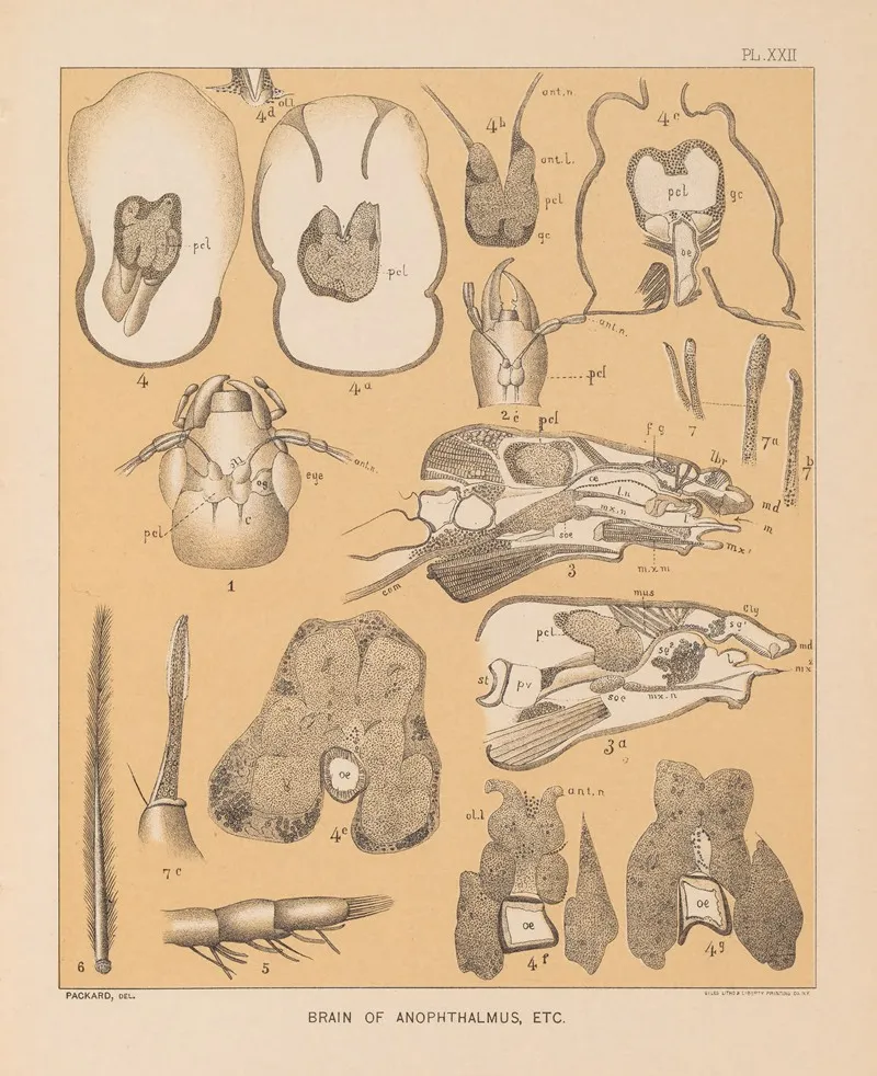 The Cave Fauna Of North America Pl 22 Wall Art by Alpheus Spring Packard - High-Resolution Digital Print