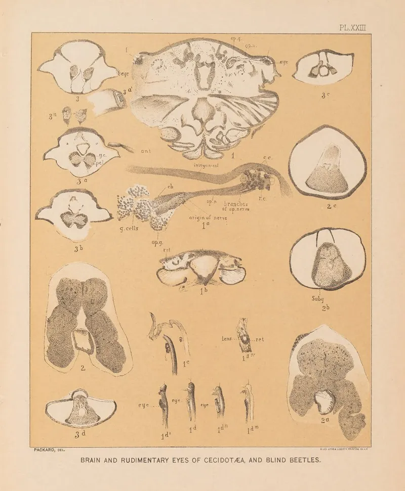 The Cave Fauna Of North America Pl 23 Wall Art by Alpheus Spring Packard - High-Resolution Digital Print