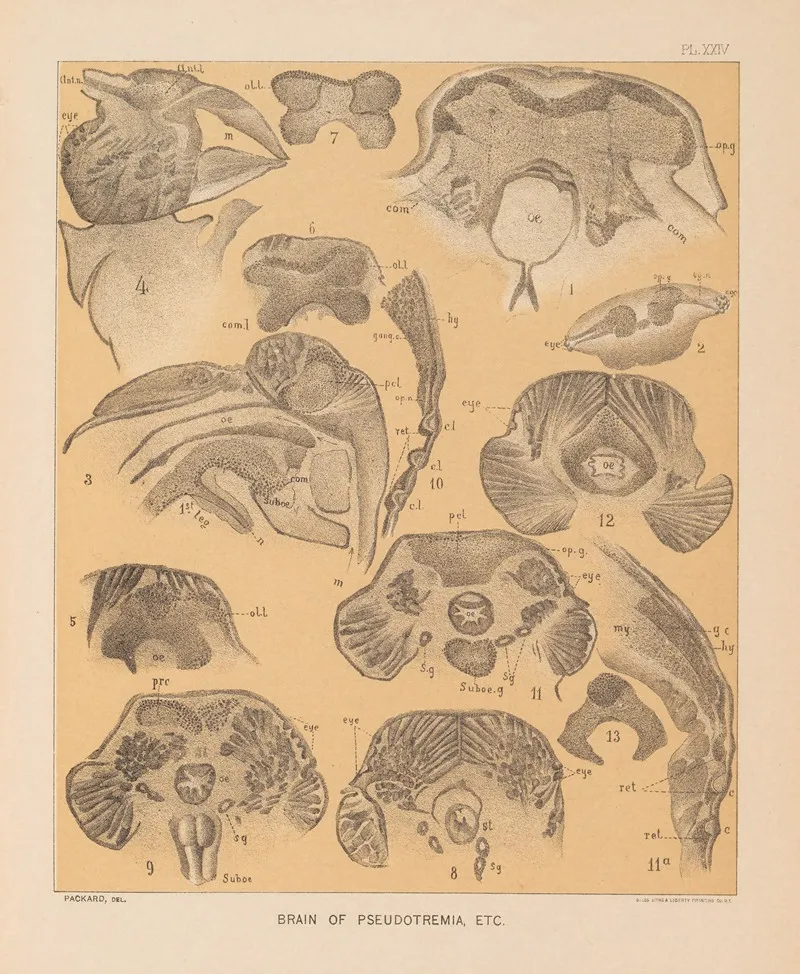 The Cave Fauna Of North America Pl 24 Wall Art by Alpheus Spring Packard - High-Resolution Digital Print