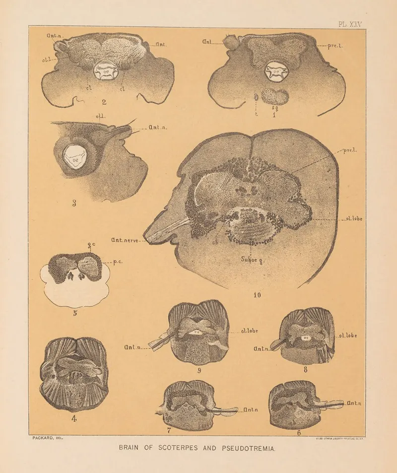 The Cave Fauna Of North America Pl 25 Wall Art by Alpheus Spring Packard - High-Resolution Digital Print