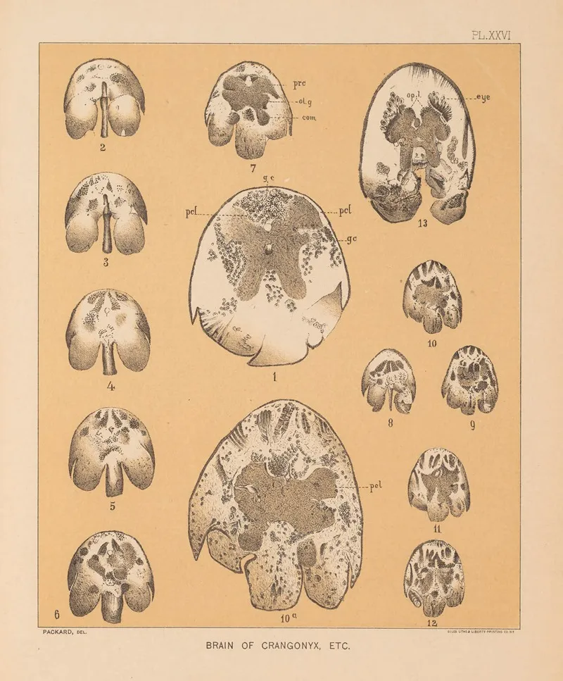 The Cave Fauna Of North America Pl 26 Wall Art by Alpheus Spring Packard - High-Resolution Digital Print
